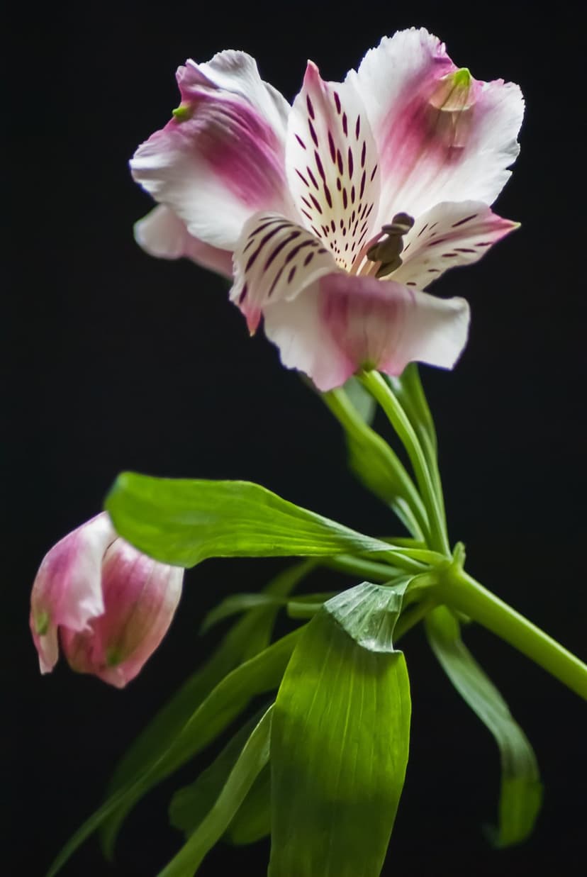 Pink and white Alstroemeria flower with purple speckles and green leaves against a solid black background.