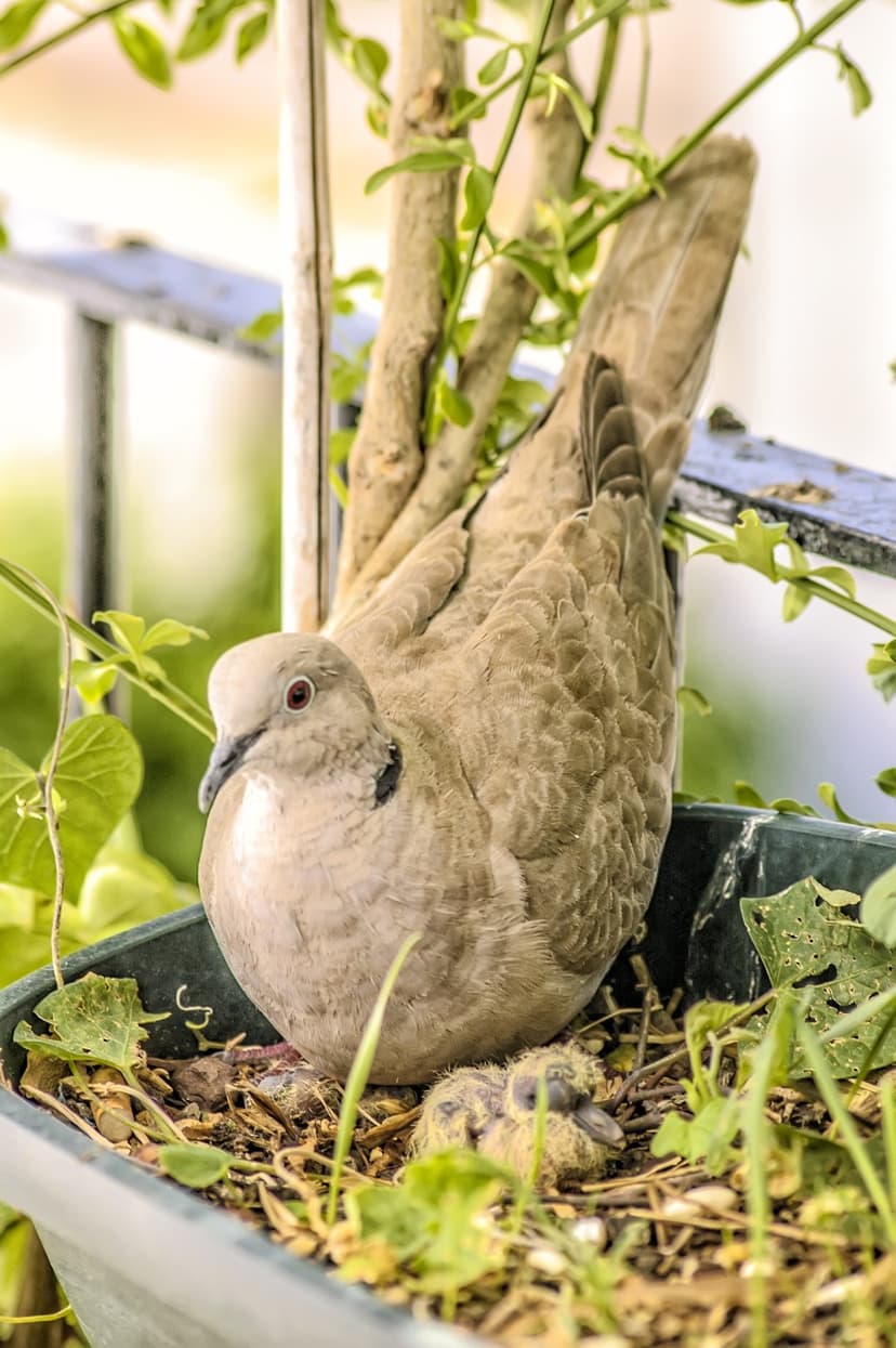 Eurasian Collared Dove sitting with two fluffy chicks in a planter nest with dry leaves and green stems.
