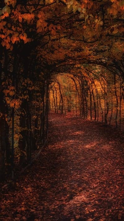 Autumn Archway- A Path Through Golden Hues