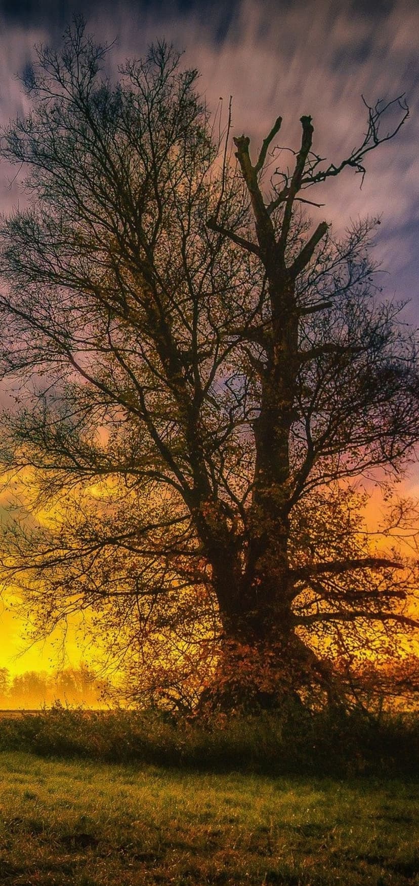 Leafless tree silhouette stands against a vibrant orange and purple sunset with streaky clouds and grassy hills.
