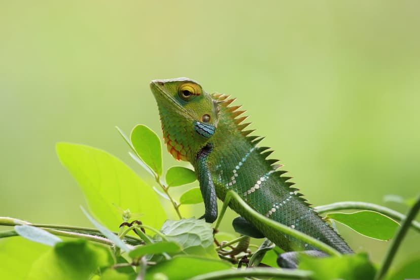 Crested green lizard with white stripes and a yellow eye perched on a branch among lush tropical leaves.