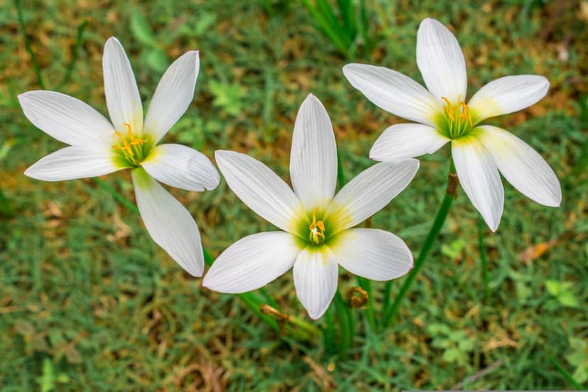 Three white rain lilies with yellow centers bloom in a soft-focus green lawn viewed from a top-down perspective.