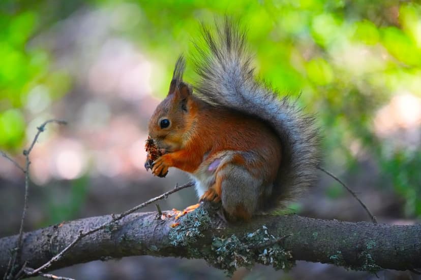 Red squirrel sits on a mossy branch eating a nut with a blurred green forest background in high detail.