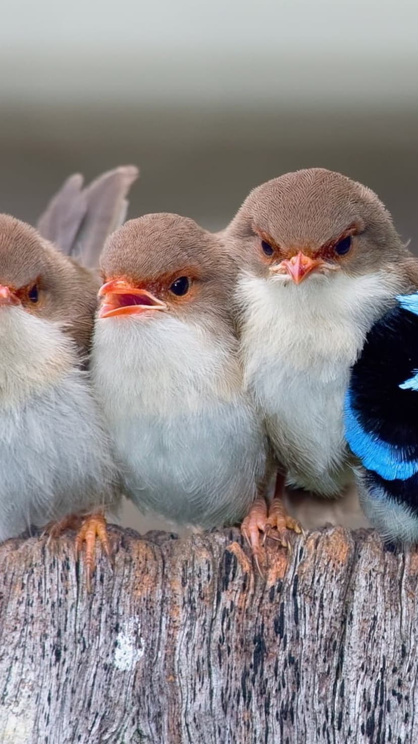 Four fluffy baby birds with orange beaks huddle on a weathered log, showing detailed soft down and blue plumage.
