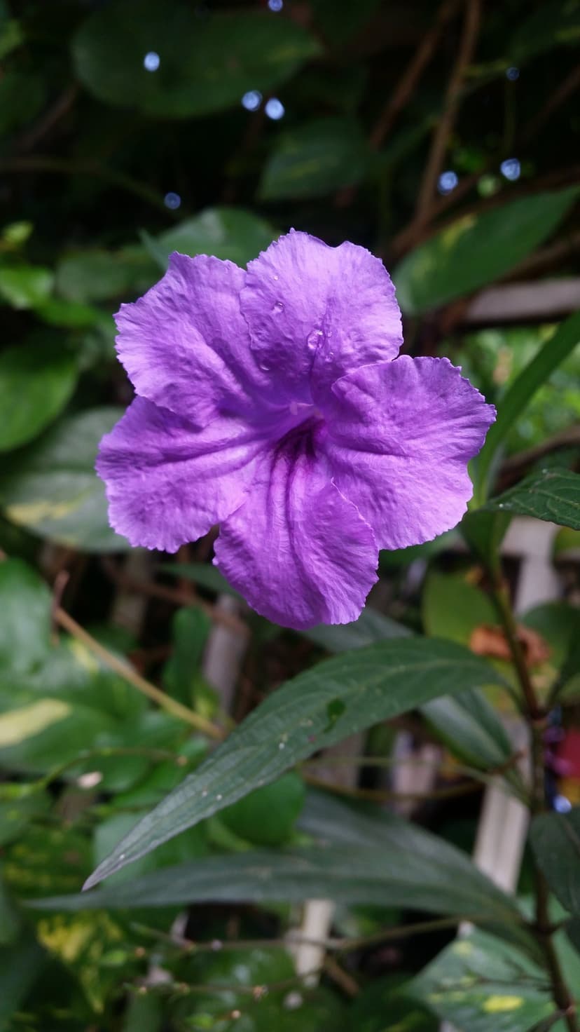 Purple five-petal flower with crystal water droplets and visible veins against a blurred green forest backdrop.