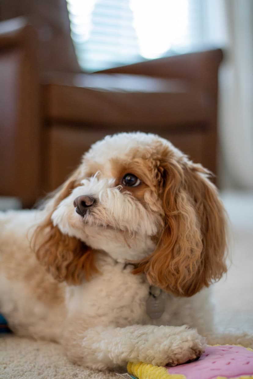 Cavapoo dog with curly white and brown fur rests on a tan carpet with a soft-focus indoor background and a toy.