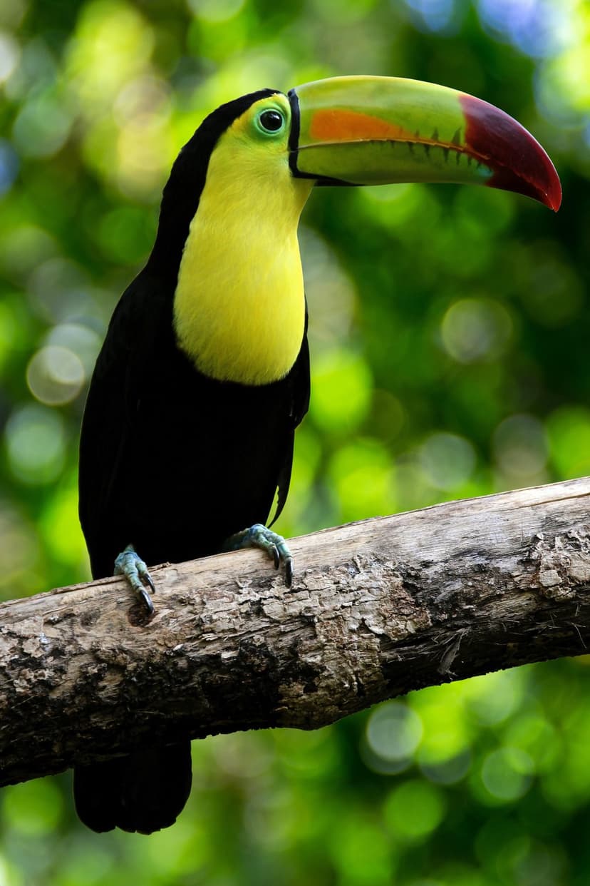 Keel-billed Toucan with a multicolored beak perches on a weathered branch against a blurry green forest background.