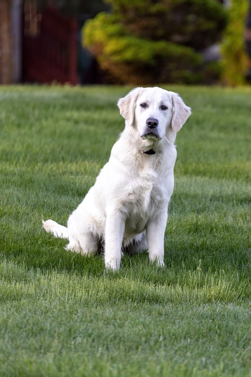 Cream-colored Golden Retriever sitting on a vibrant green lawn with soft-focus foliage in the background.