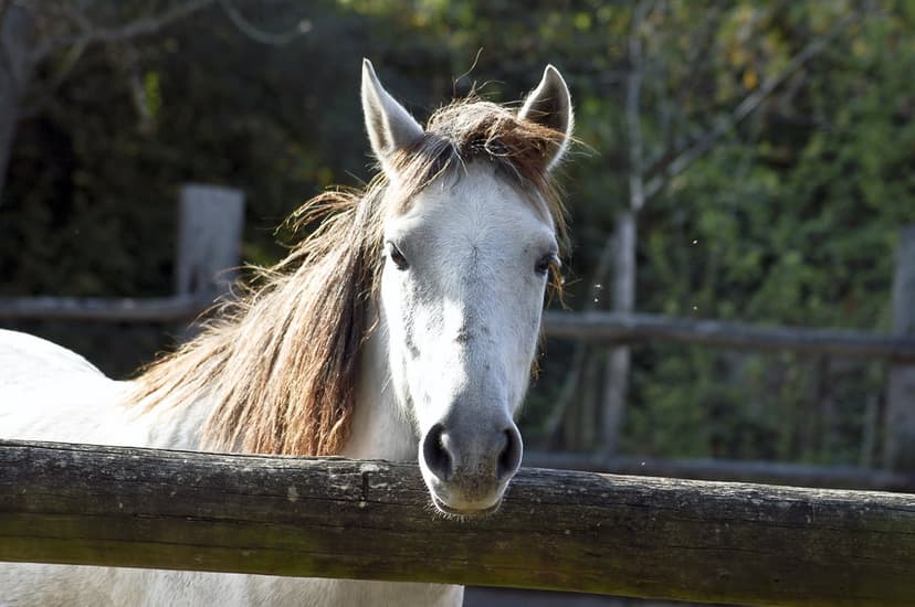 White horse with a dual-toned mane peeks over a weathered wooden fence under bright, natural outdoor sunlight.
