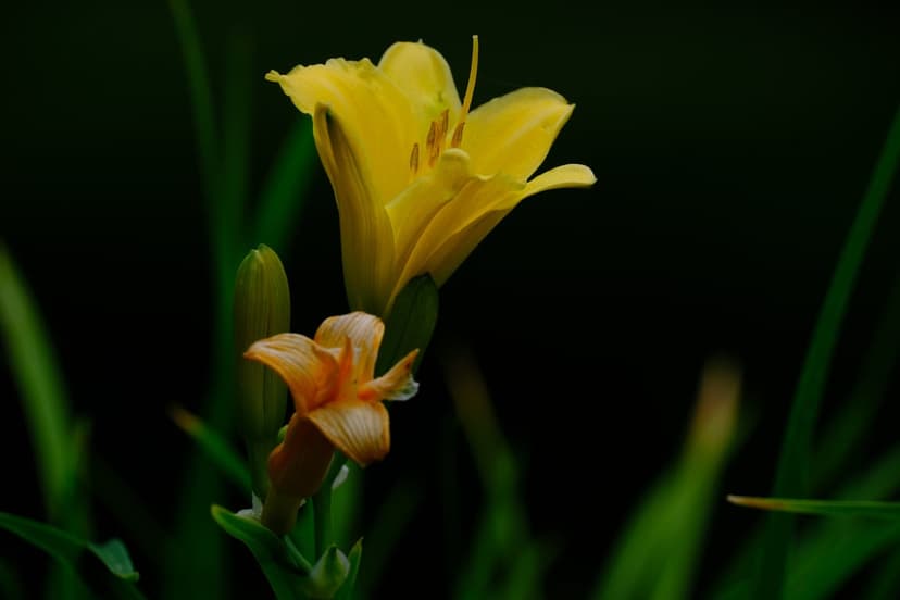 Yellow daylily bloom with orange buds against a soft dark green backdrop in a vertical botanical close-up.