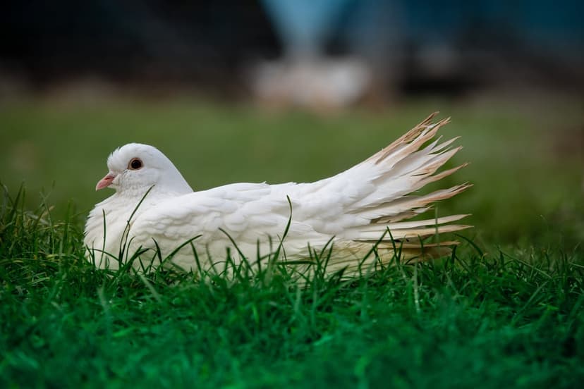 White dove with fanned tail feathers rests peacefully in a field of vibrant green grass blades.