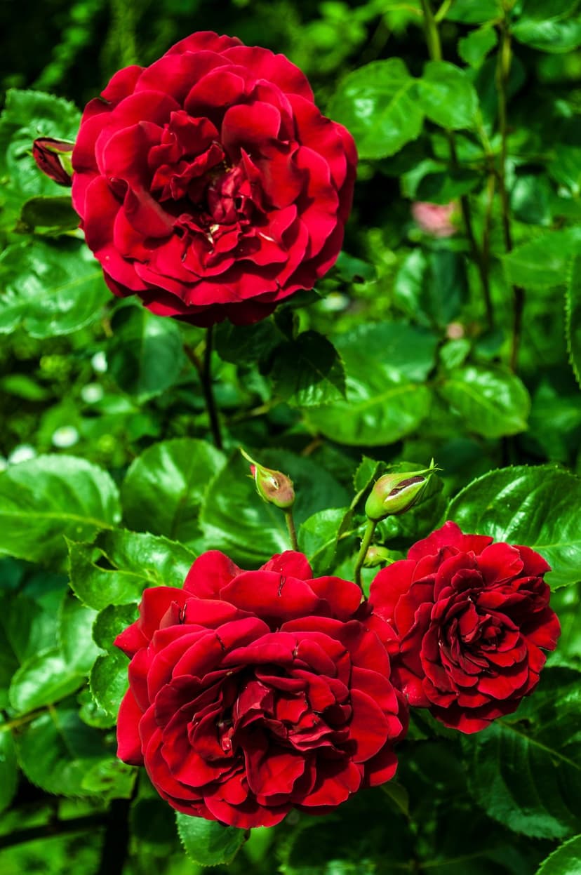 Red roses with velvety petals and closed buds growing amidst dark green foliage in a portrait-style garden shot.