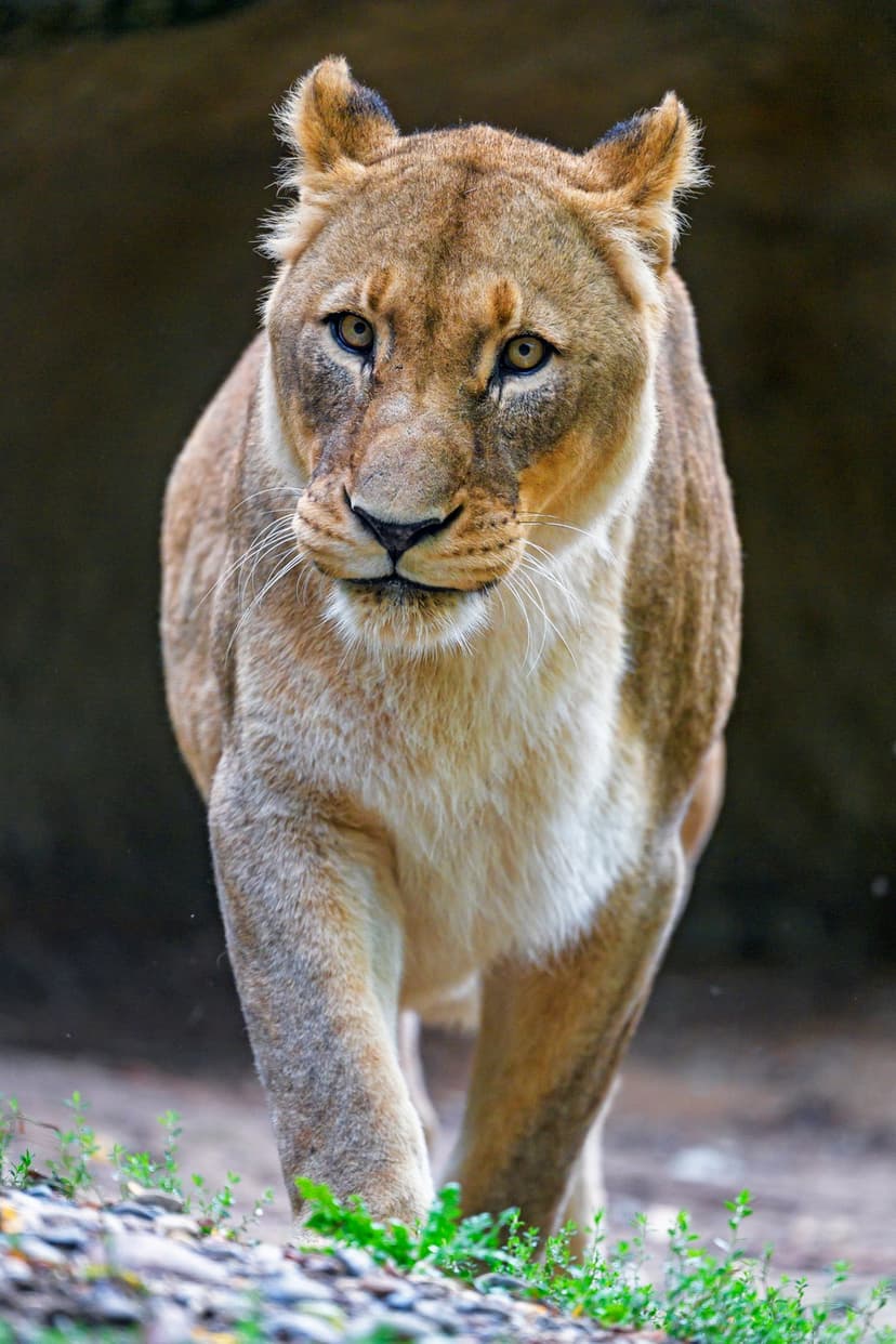 Lioness with golden eyes walks forward on grass against a dark blurred background in a close-up portrait view.