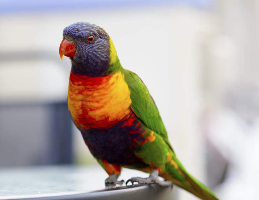 Rainbow Lorikeet parrot with a blue head and red beak perched on a dark surface against a blurred background.