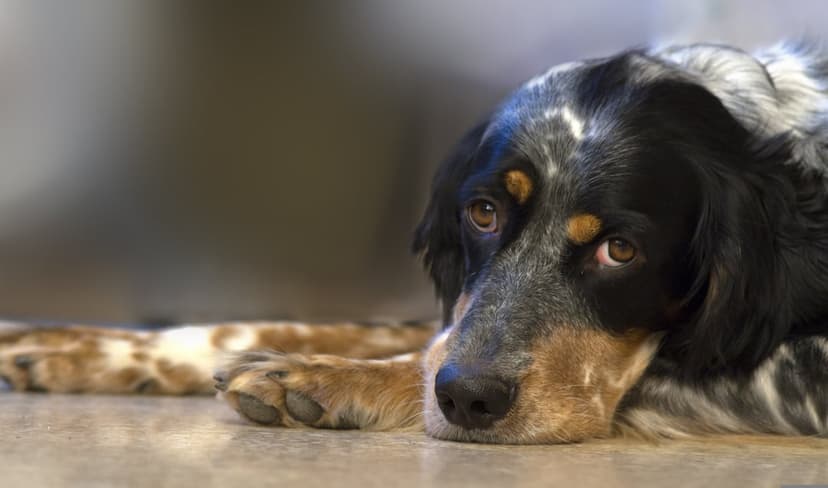 Black and white dog with tan markings rests its head on the floor while looking away with soulful brown eyes.