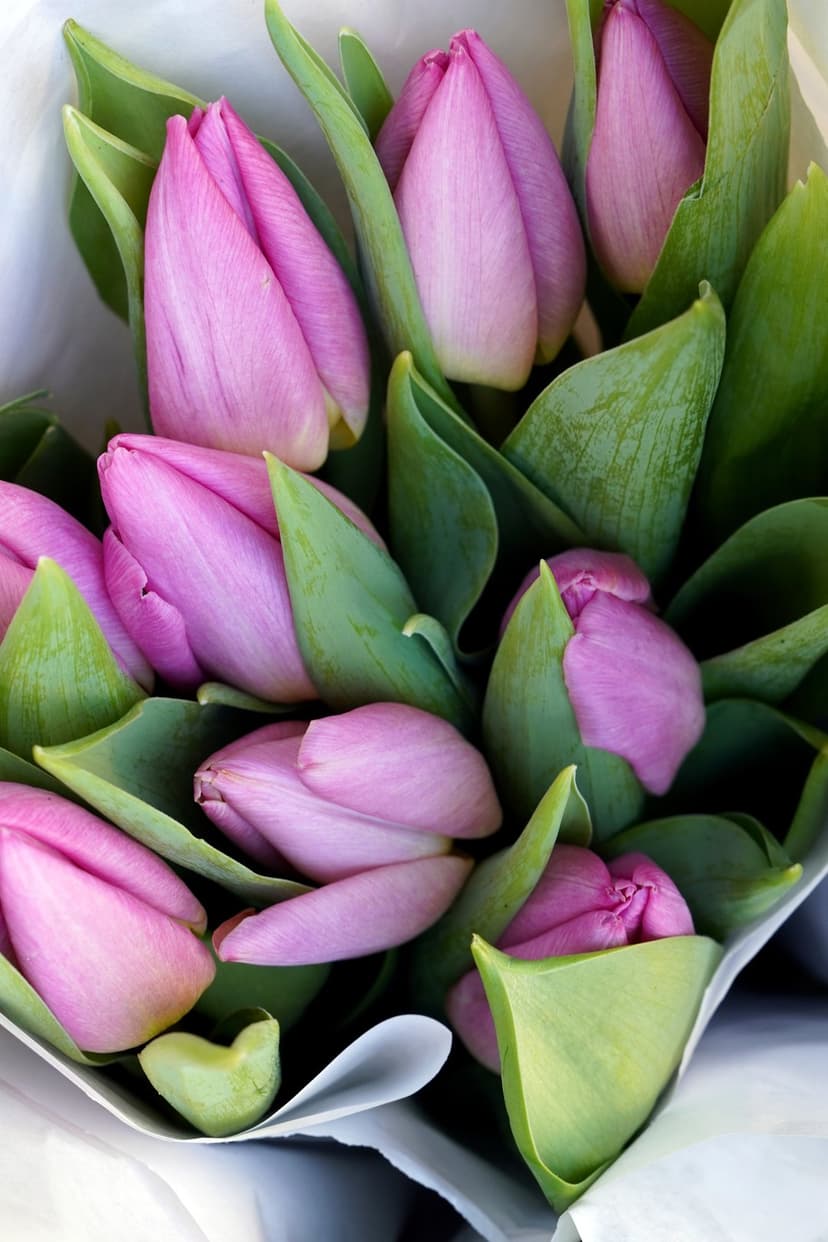 Pink tulip buds clustered tightly with long green leaves in an overhead close-up shot for phone display.