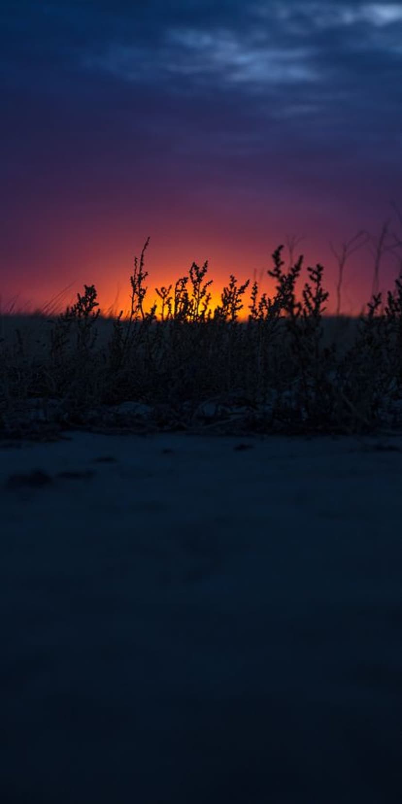 Sunset sky with orange and purple clouds above dark silhouettes of dry plants in a vertical landscape view.