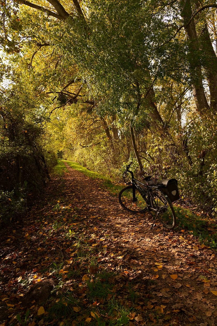 Vintage bicycle parked beside a forest trail covered in fallen golden leaves under soft, filtered sunlight.