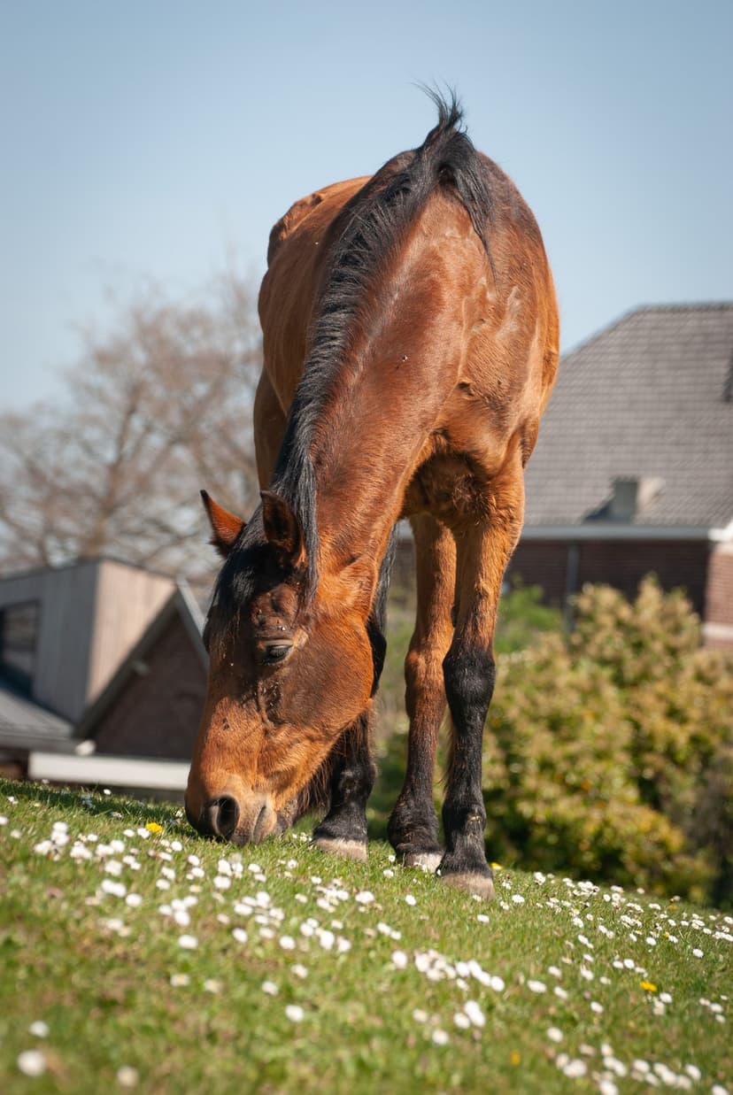 Brown horse with a black mane grazing in a field of white daisies and green grass under a clear blue sky.
