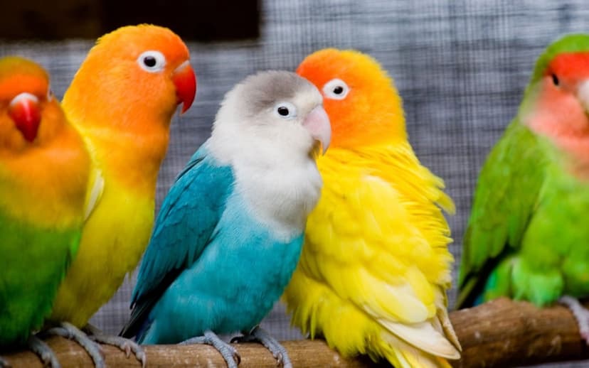 Five colorful lovebirds with green, orange, and blue feathers sit closely on a single weathered wooden branch.