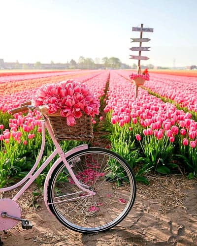 Pink Bicycle in a Field of Blooming Tulips