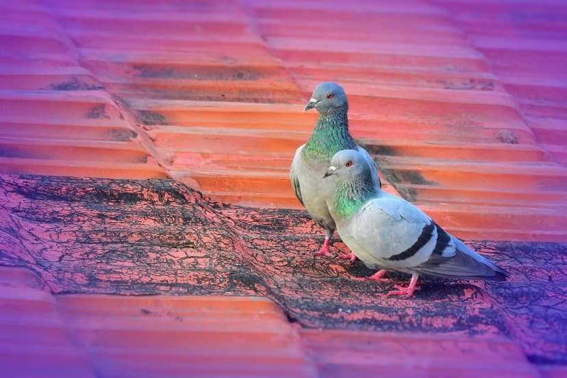 Two pigeons with iridescent neck feathers stand on textured red roof tiles under a soft purple gradient overlay.