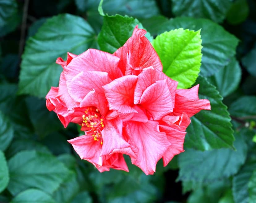 Pink hibiscus flower with a yellow stamen and ruffled petals is surrounded by dark green waxy leaves in a garden.