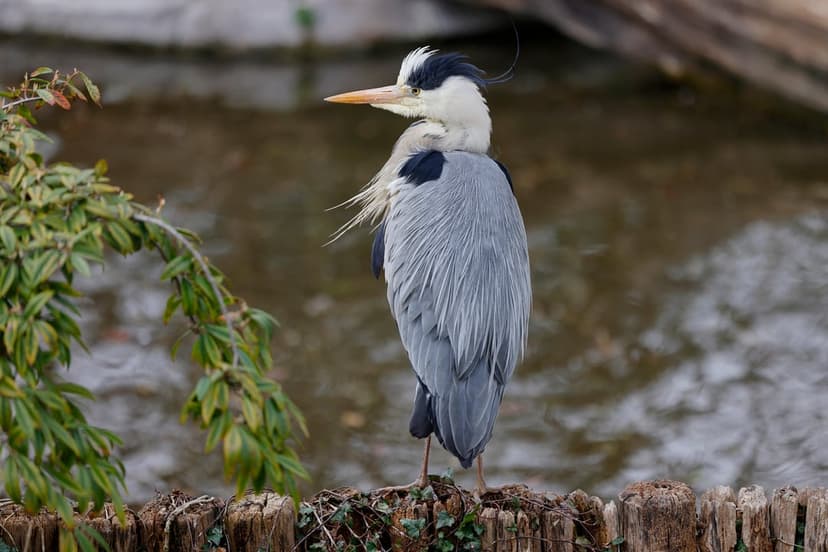 Grey heron with sharp beak stands on a wooden log by still water surrounded by green leaves in a vertical view.