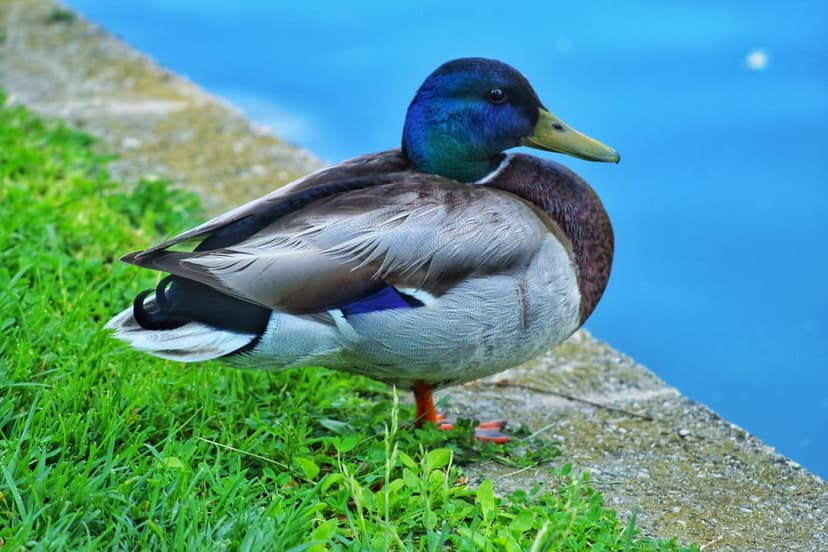 Male mallard duck with a green iridescent head stands on a grassy bank overlooking calm blue water at the park.