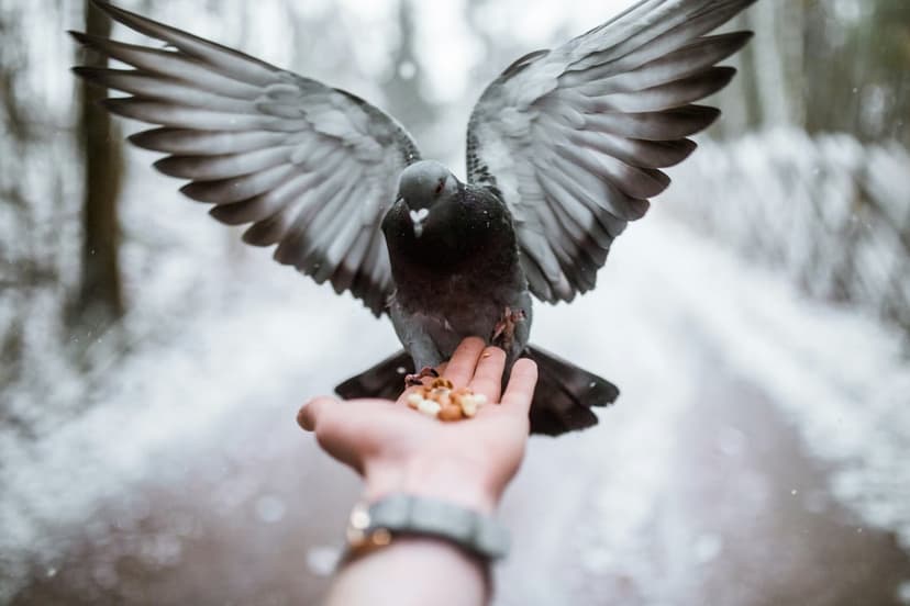 Pigeon with outstretched wings lands on a human hand to eat seeds in a snowy, blurred winter park setting.