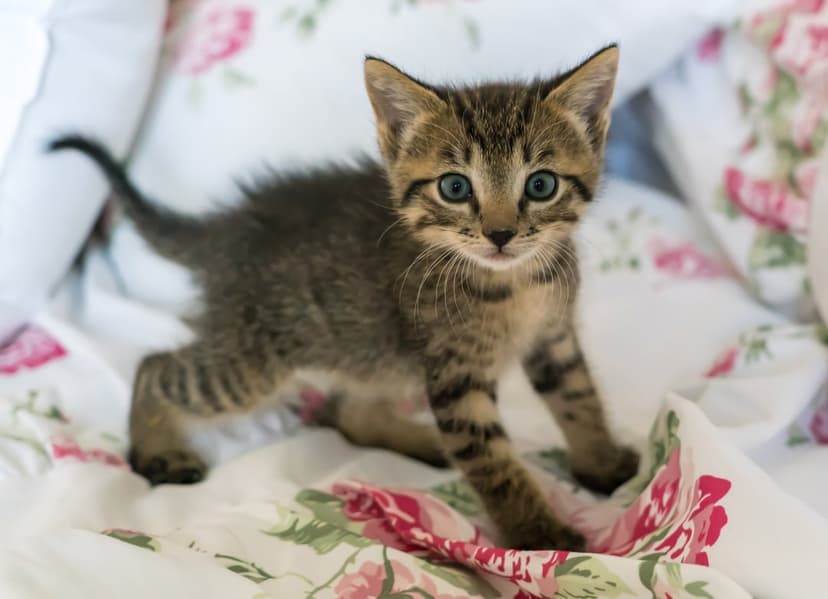 Tiny striped kitten with blue eyes standing on white bedding decorated with pink and green flowers.