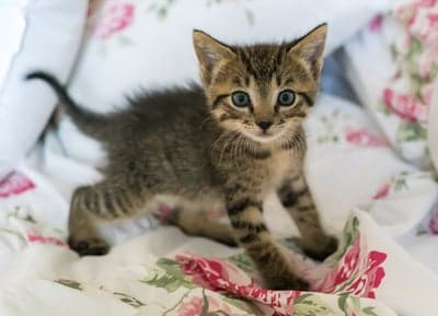 Adorable Tabby Kitten Poses on Floral Bedding