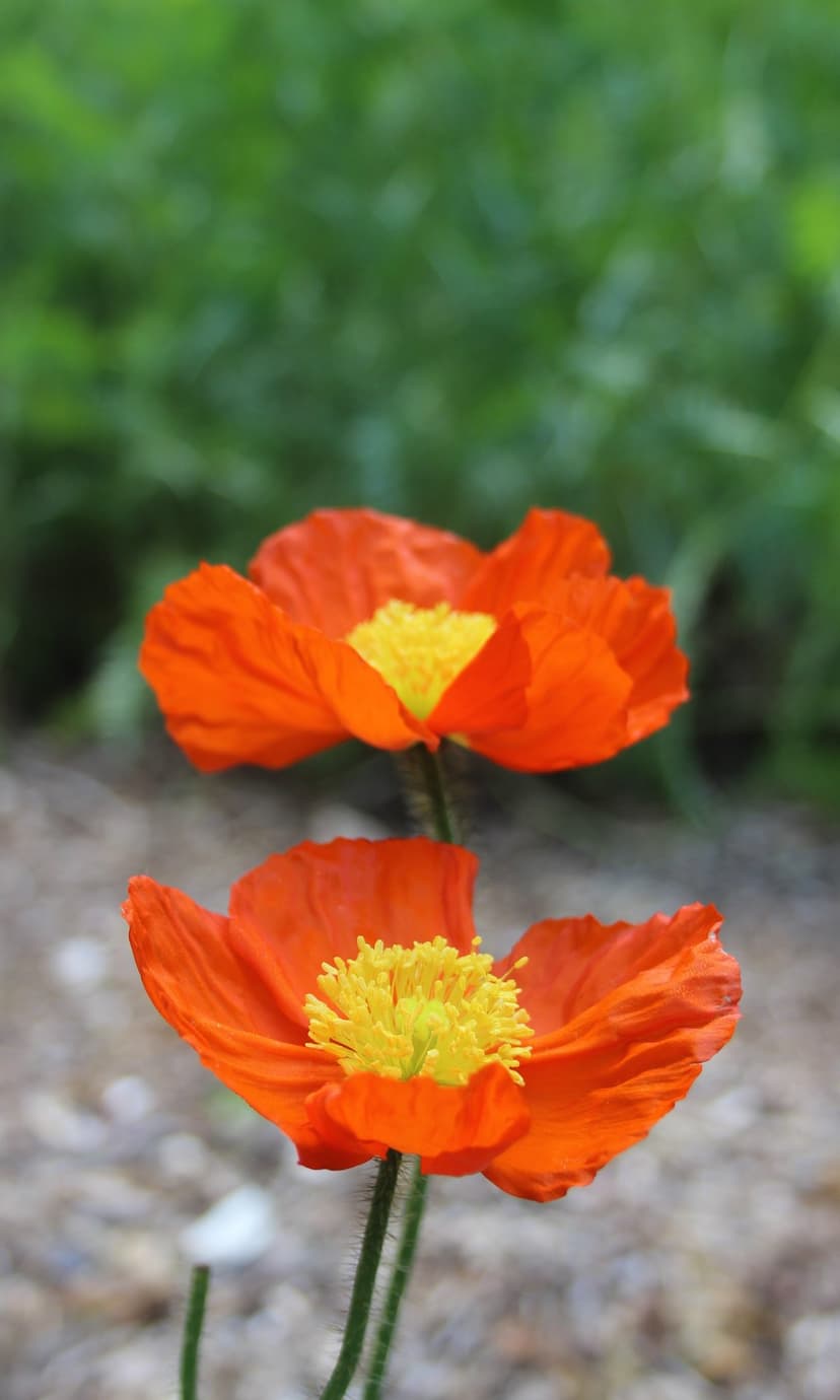 Two orange poppies with yellow centers stand against a blurred green and grey background in a vertical view.