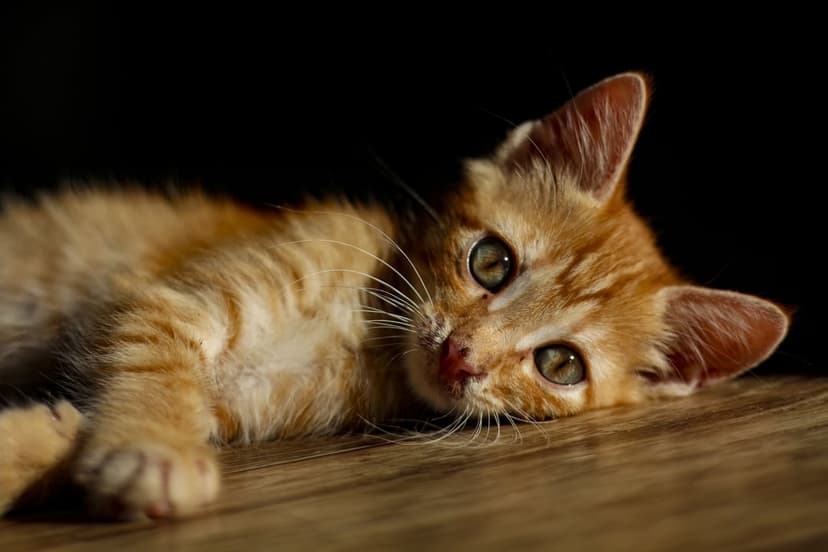 Orange tabby kitten with green eyes lying on a wooden surface in soft light with a dark blurred background.