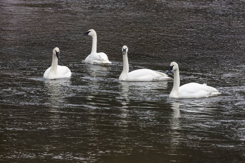 Four white Trumpeter Swans with black beaks swim on dark, rippling water under soft, diffused natural light.