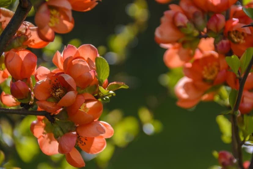 Orange Japanese quince flowers bloom on a sunlit branch with soft green leaves and a blurred garden background.