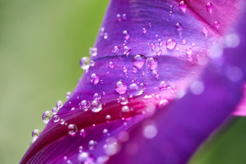 Purple flower petal holds sparkling dewdrops against a blurred green background in a vertical macro shot.