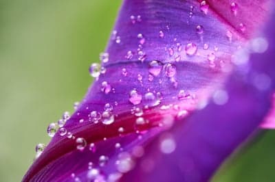 Macro Purple Flower Petal with Dewdrops Mobile Wallpaper