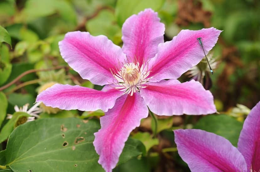 Pink clematis flower with a small dragonfly perched on a petal against a blurred green garden background.