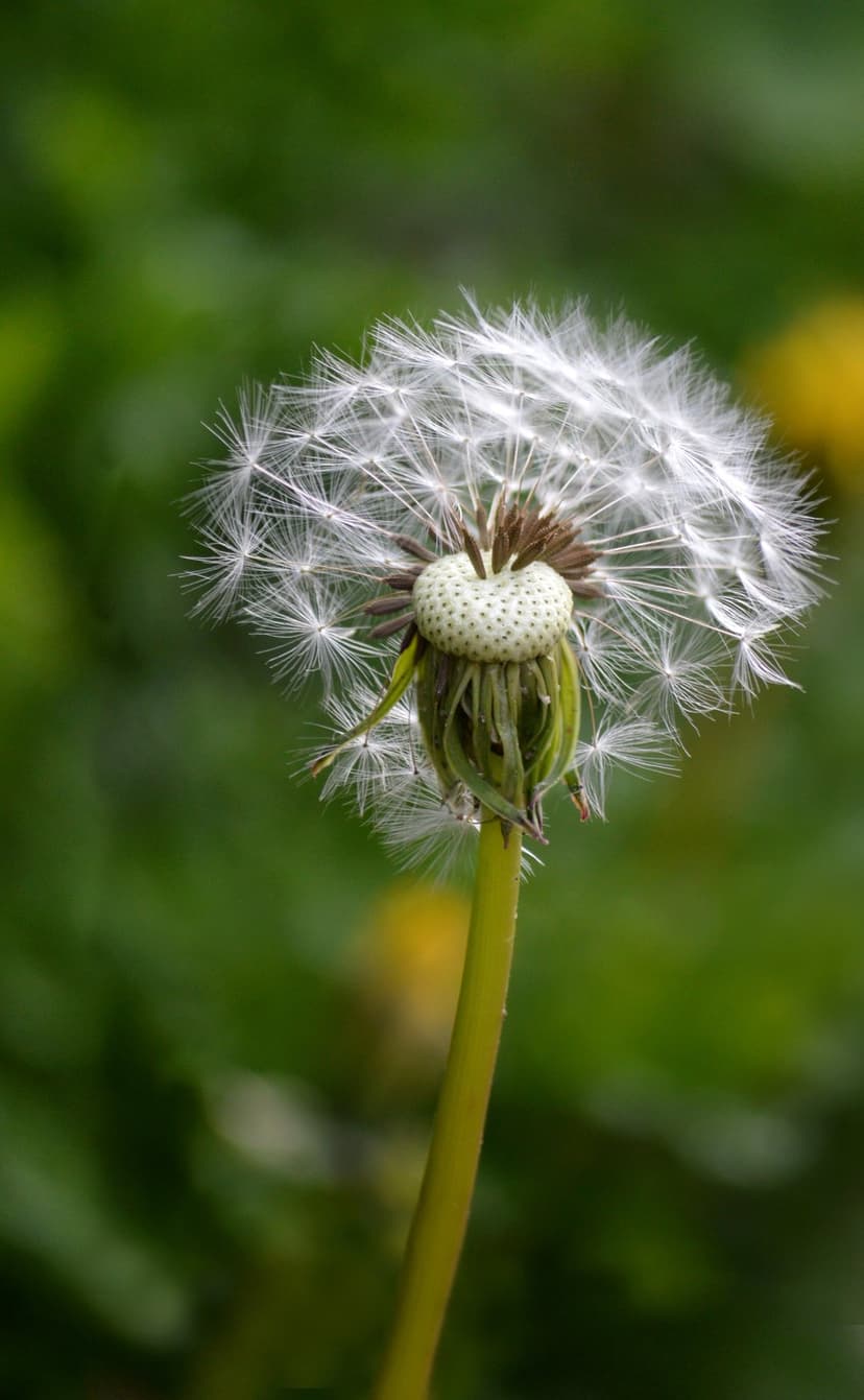 White dandelion seed head with delicate feathery pappi captured in a macro close-up against a soft green field.
