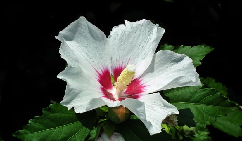 White hibiscus flower with a magenta center and yellow stamen sits before a dark, blurred foliage backdrop.