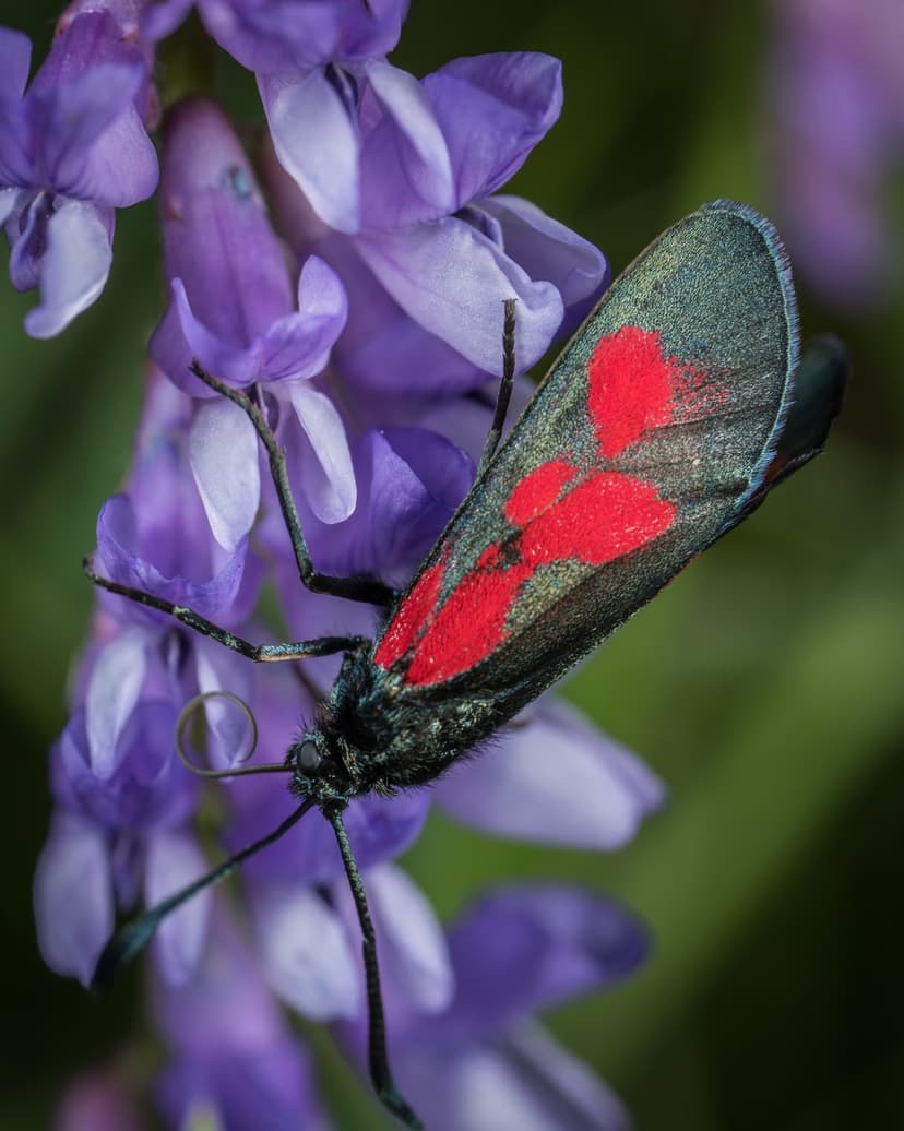 Black moth with crimson spots on its wings rests on a cluster of purple flowers against a soft green background.