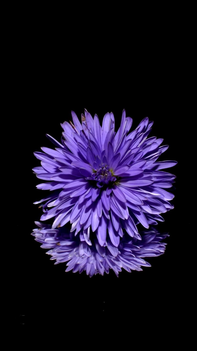 Purple chrysanthemum with dense petals reflected on a black surface in a vertical macro photography composition.