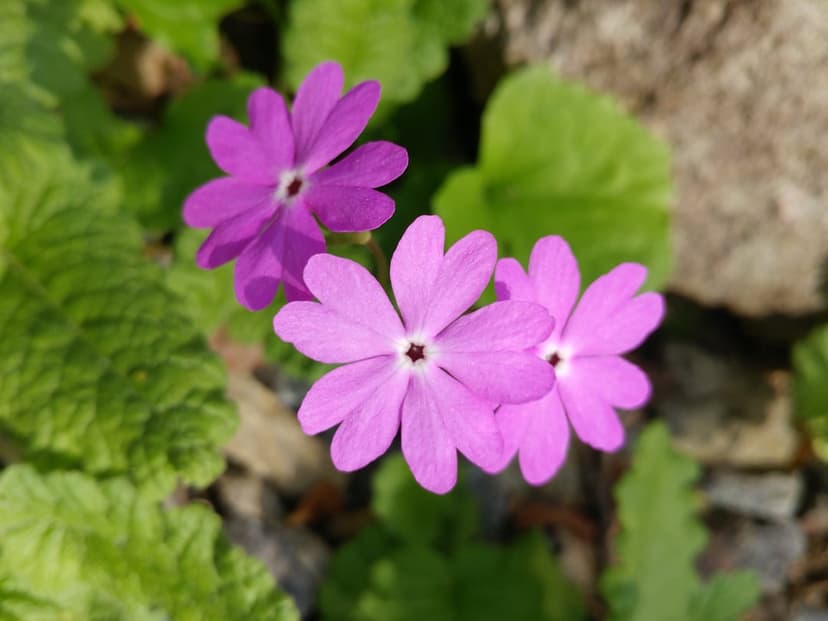 Three pink flowers with heart-shaped petals and dark centers grow near a grey stone surrounded by green leaves.