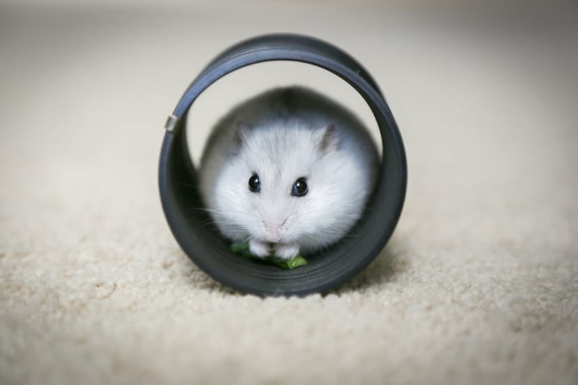 Fluffy hamster with black eyes peeks from a dark tube holding a green leaf over a blurred carpet.