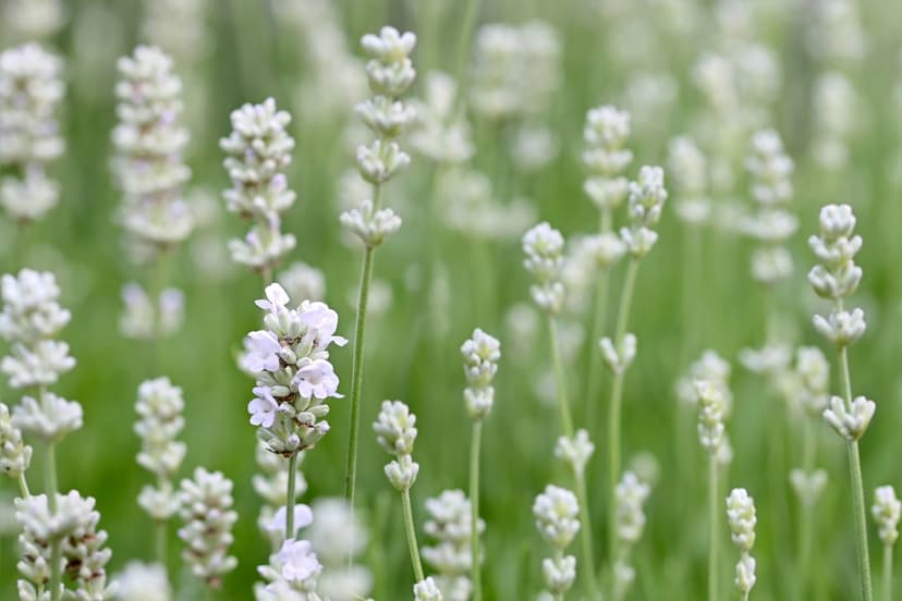 White lavender flowers stand in soft focus against a blurred green meadow within gentle morning light.