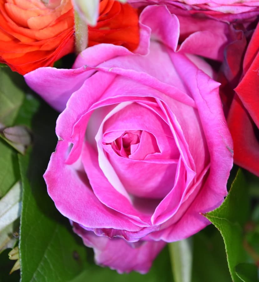 Pink rose bloom with spiraling petals nestled among green leaves and warm orange blossoms in a soft close-up shot.