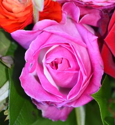 Close-up of a beautiful pink rose in a floral arrangement