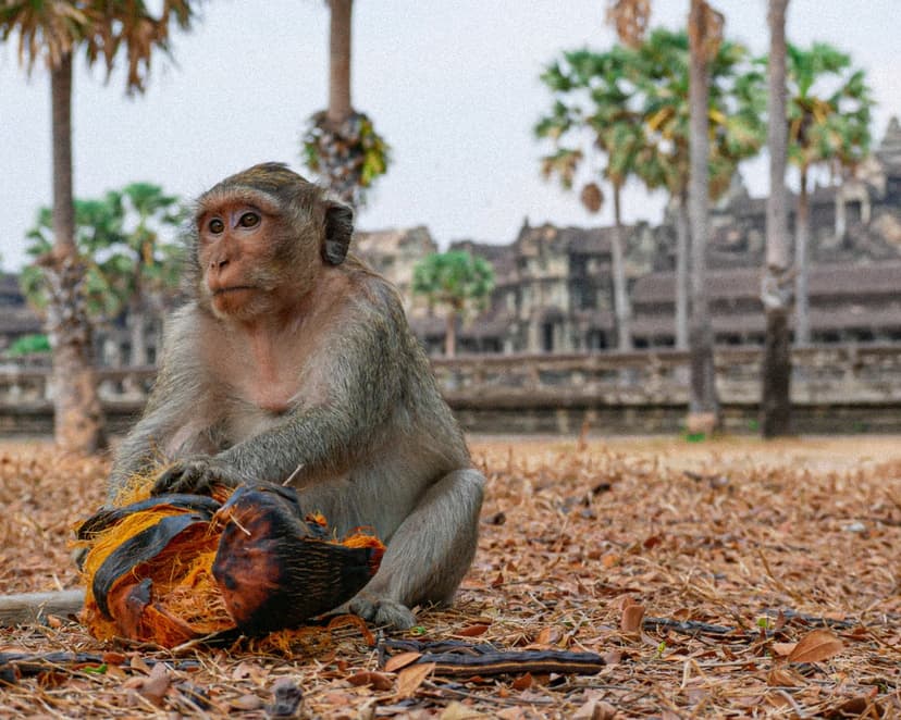 Macaque monkey eating fruit on leafy ground with ancient stone towers of Angkor Wat blurred in the background.