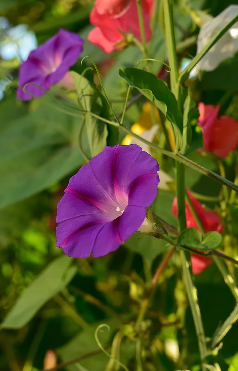 Purple morning glory flower with pink veins and a white center against a blurred green garden background.